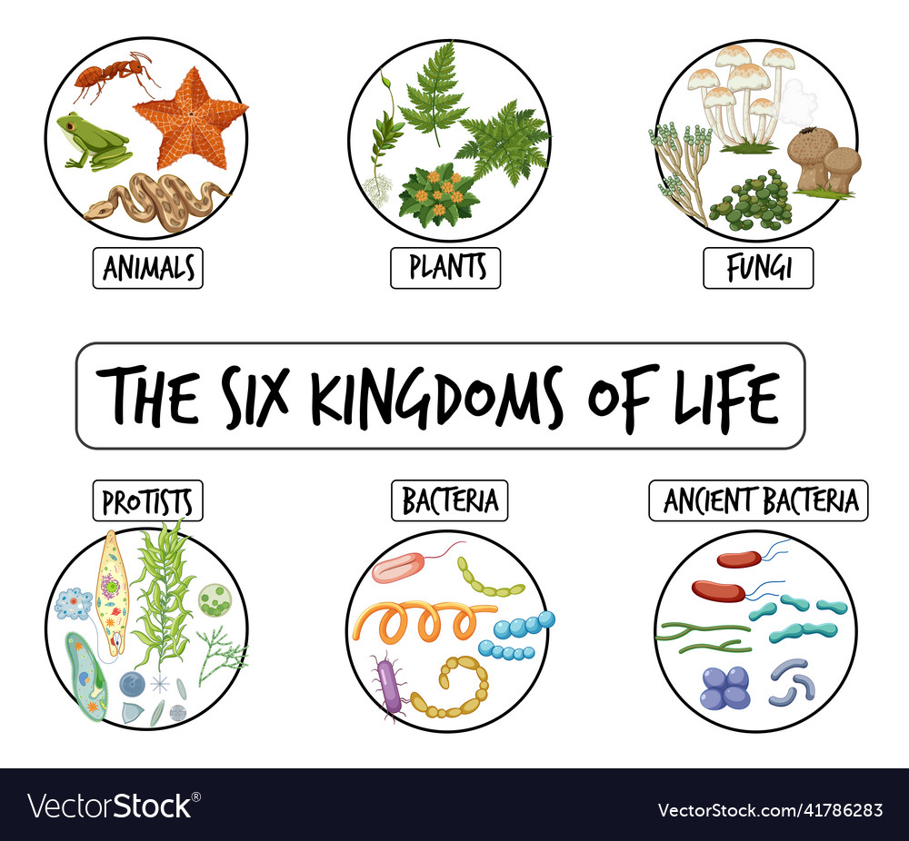 The Six Kingdoms Of Life Activity Interactive Notebook Coloring Foldable