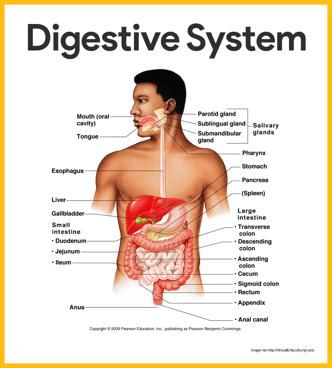 The Structure Of The Digestive System Nutrition Digestion And