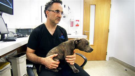 The Supervet All 4