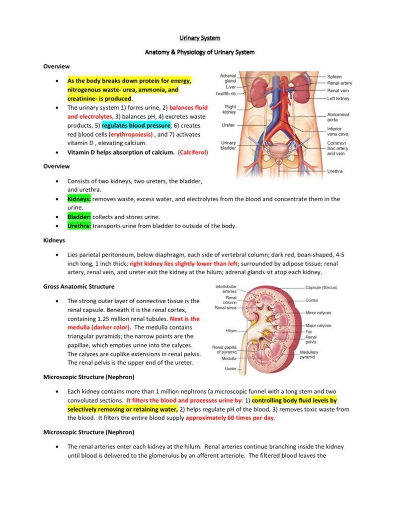 The Urinary System Anatomy Review Worksheet Answers Anatomy Worksheets