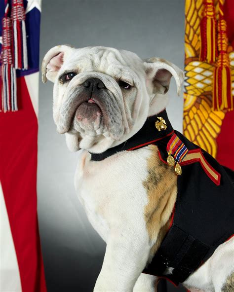 This Day In History Usmc S Bulldog Mascots