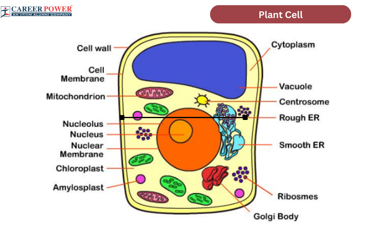 Top 97 Pictures Labeled Pictures Of Plant Cells Completed