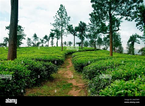 Trail Going Into Lush Organic Green Tea Plantation During Monsoon Season Tea Is Major Resource