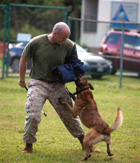 Training Unleashed Marine Dog Handler Shares Bond With Canine Marine