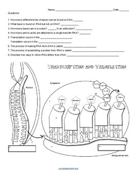 Transcription and Translation Coloring Worksheet Answer Key