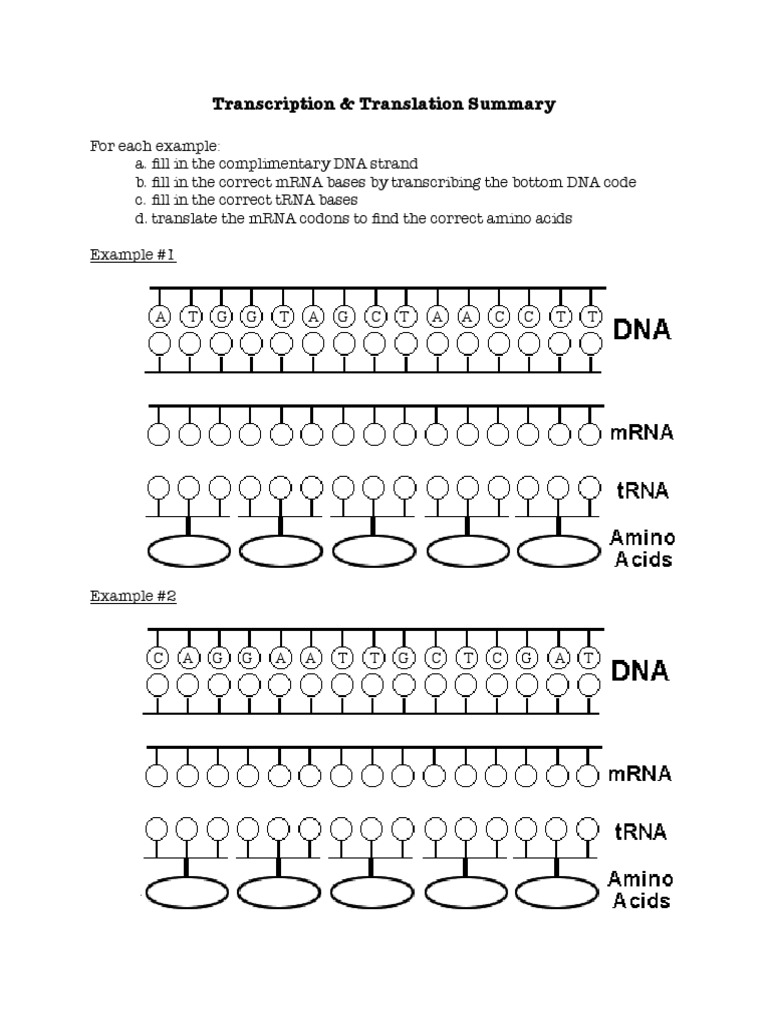 Transcription And Translation Worksheet Answer Key Db Excel Com