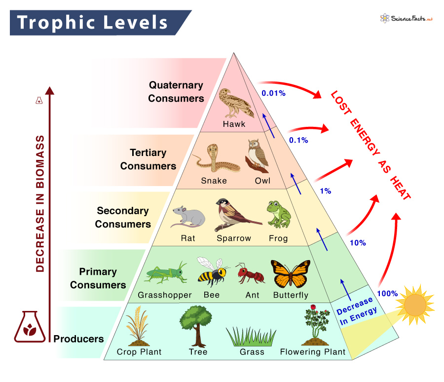 Trophic Levels Diagram Quizlet