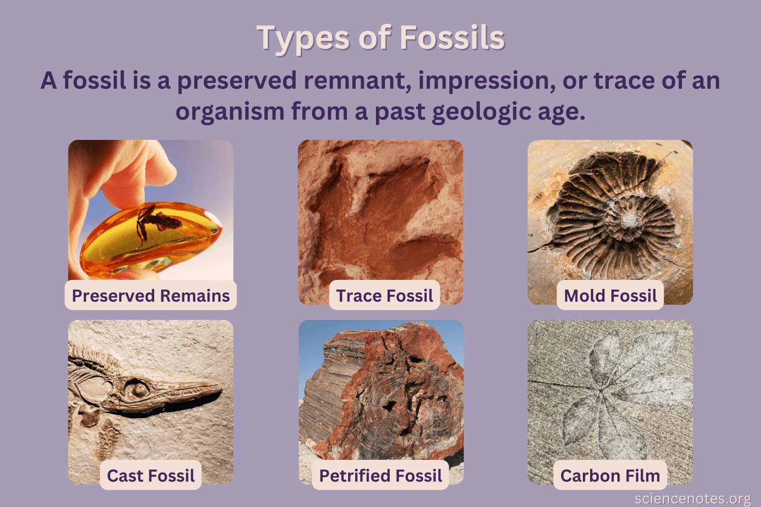 Types Of Fossils Lesson Powerpoint Notes Worksheet And Answer Key