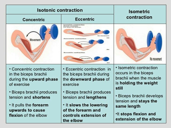 Types Of Muscle Contraction Biorender Science Templates