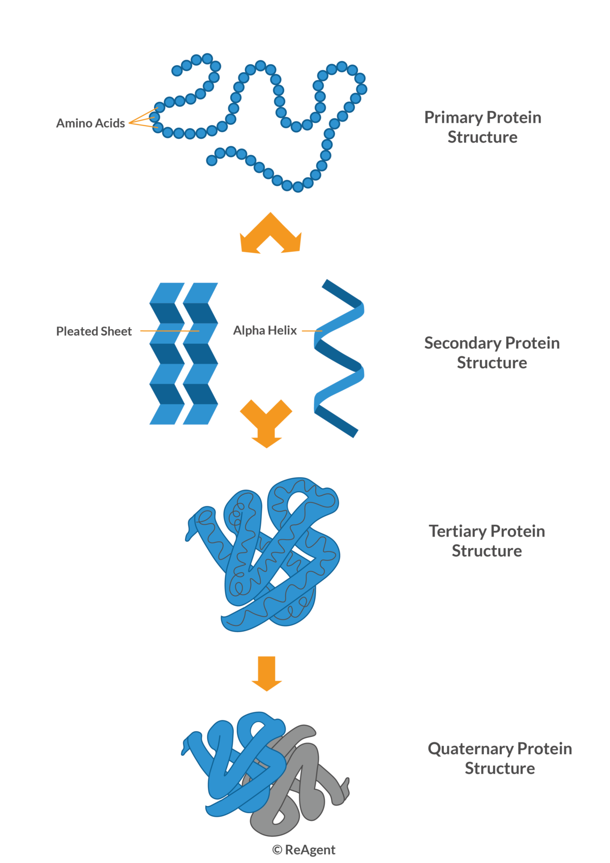 Understanding Protein Structure Folding Functions Course Hero