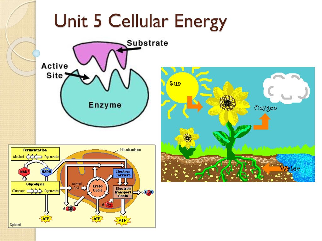 Unit 5 Cellular Energy Worksheet Doc Name Date Period Unit 5 Cellular