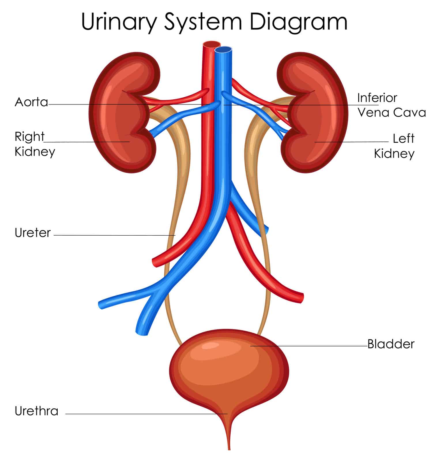 Urinary System Facts Worksheets Functions Parts Diseases For Kids