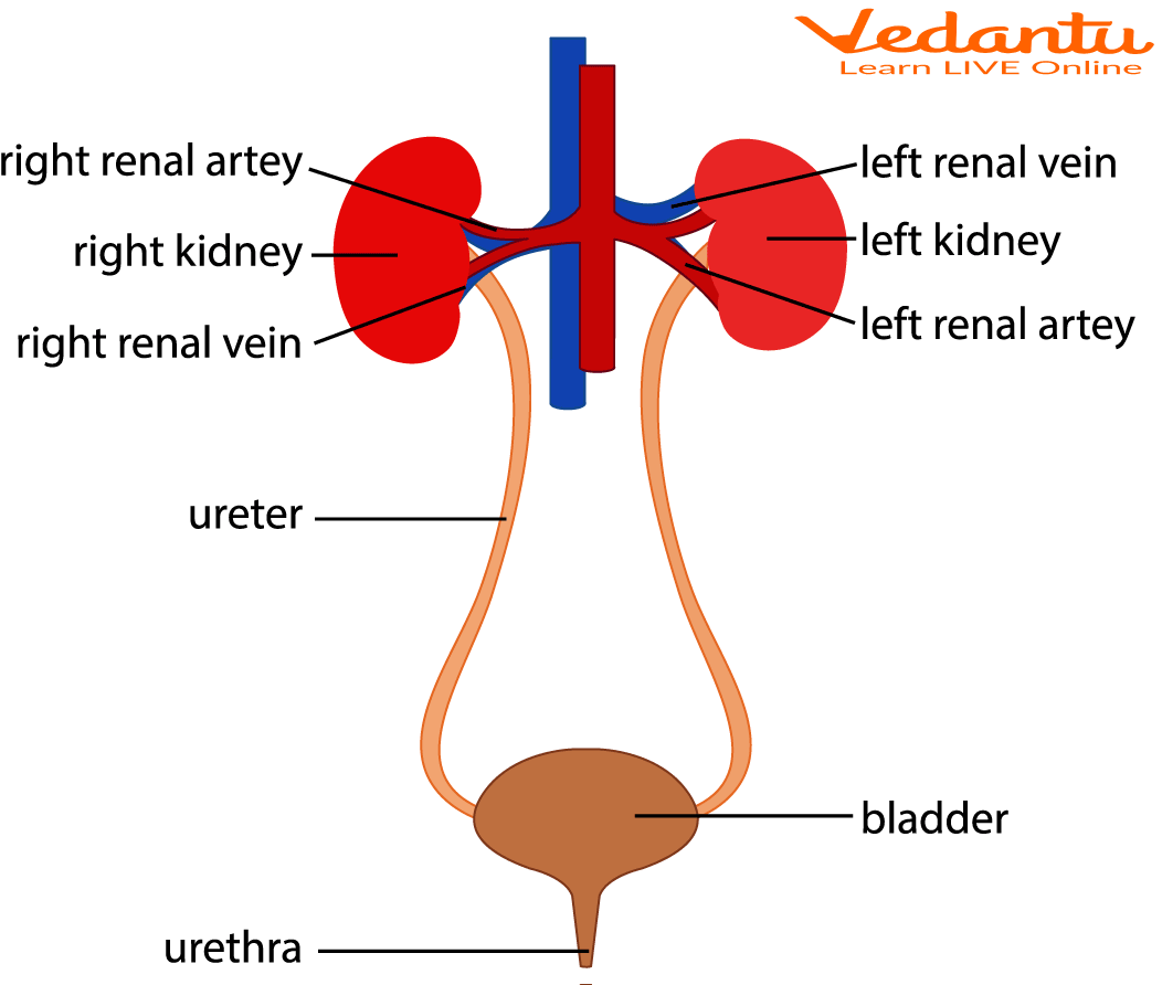 Urinary System Learn Definition Properties And Facts