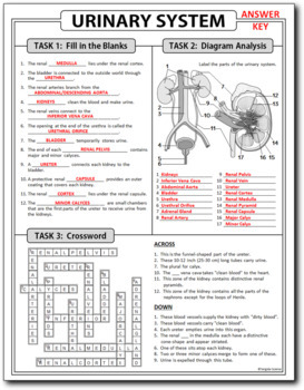 Urinary System Review Worksheet Test Prep Print Google Slides Options