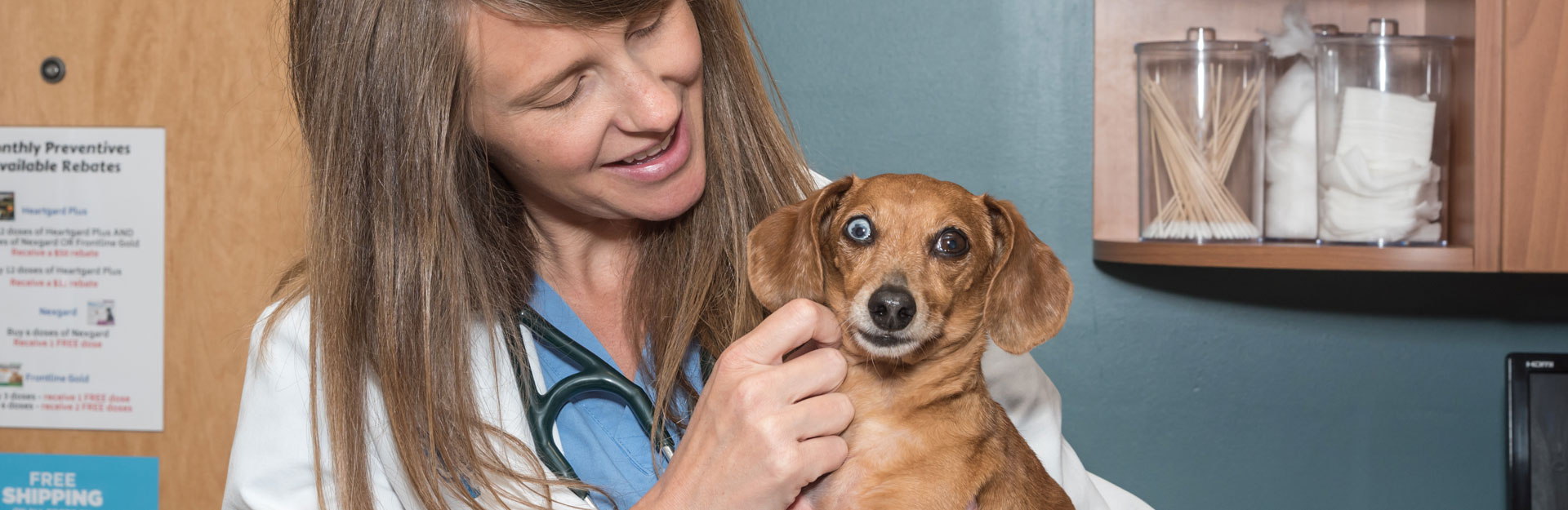 7 Things Veterinarians Do to Help Animals