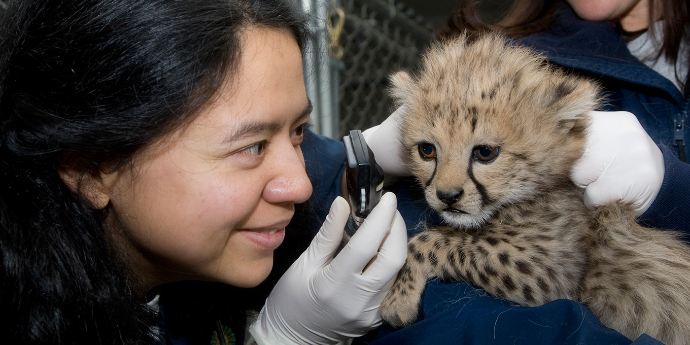 Veterinary Care Smithsonian S National Zoo