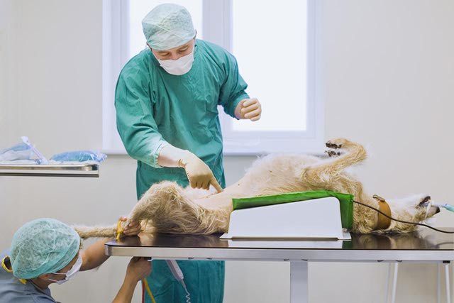 Veterinary Surgeon Job Description Salary More