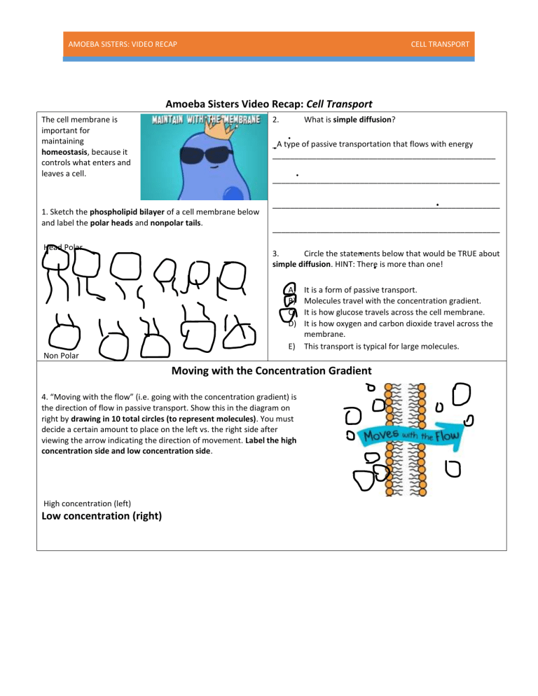 Video Recap Of Cell Transport By Amoeba Sisters 1 1 Pdf Amoeba