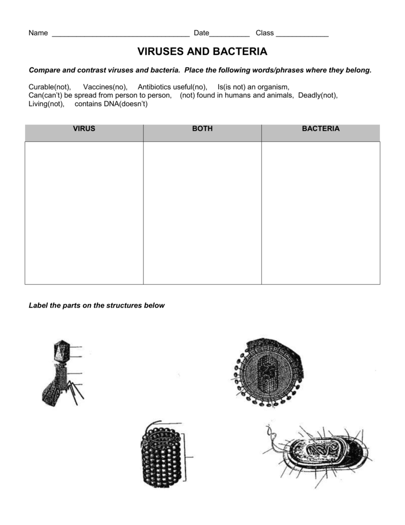 Virus Bacteria Sheet Answers Docx Viruses Bacteria Worksheet Name 1