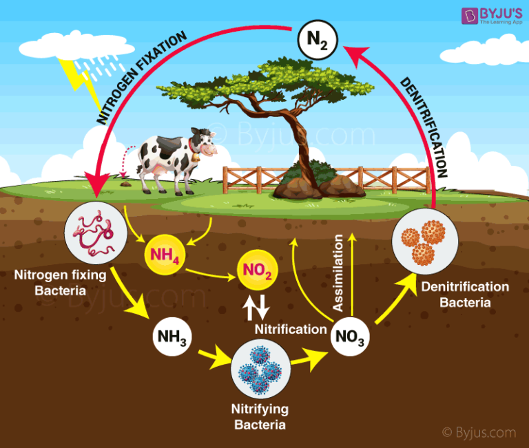 Exploring the Wonders of Water, Carbon, Nitrogen Cycles