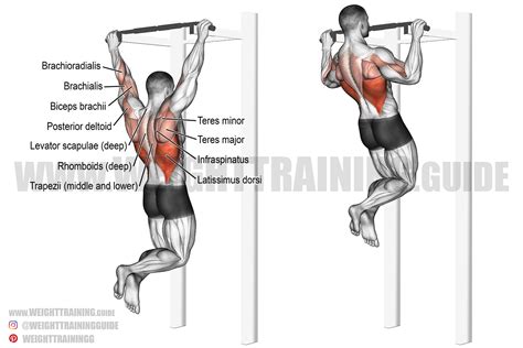 Weighted Pull Up Exercise Com