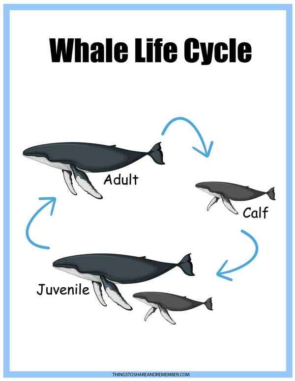 Whale Life Cycle