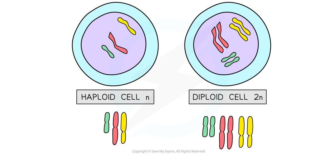 What Are Haploid And Diploid Cells