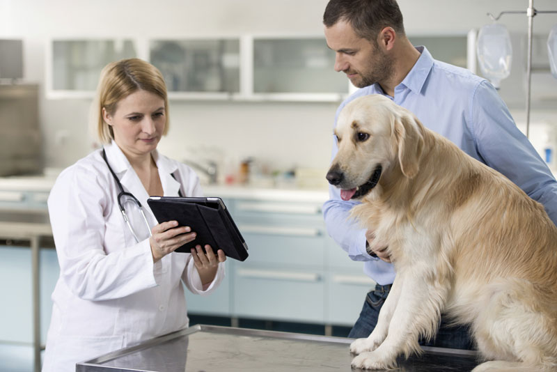 What Do Vets Do Veterinary Practice News