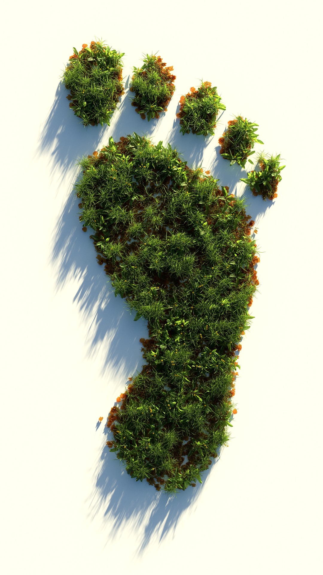 What Is An Ecological Footprint Tommiemedia