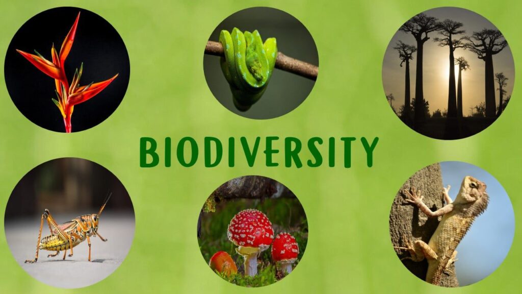 What Is Biodiversity Its Importance Environmental Science For Kids