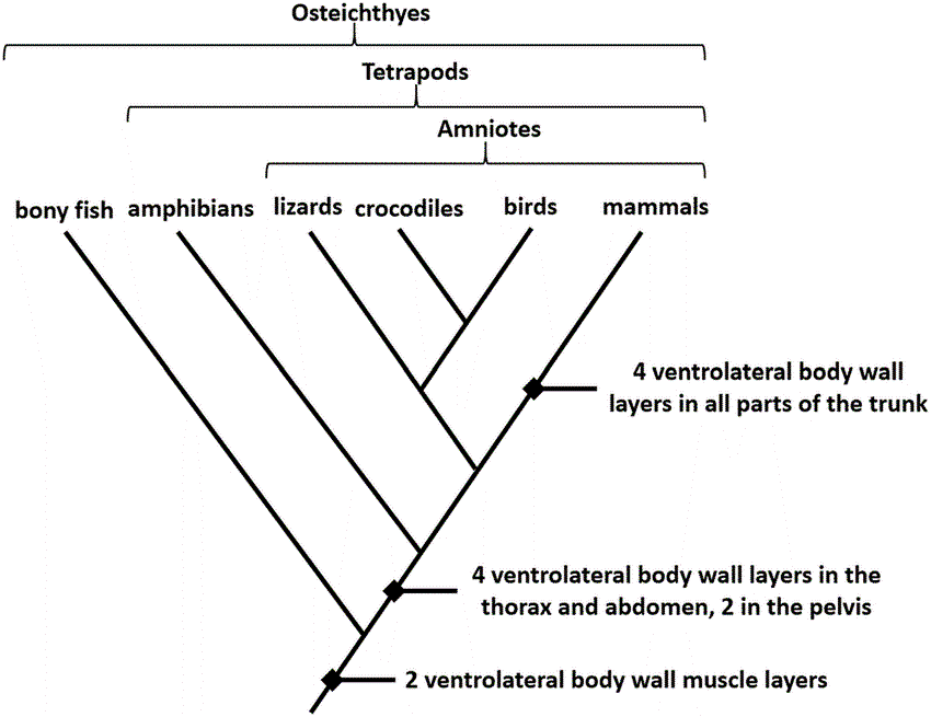 What Is The Node Or Branch Point On A Cladogram The 5 Detailed Answer