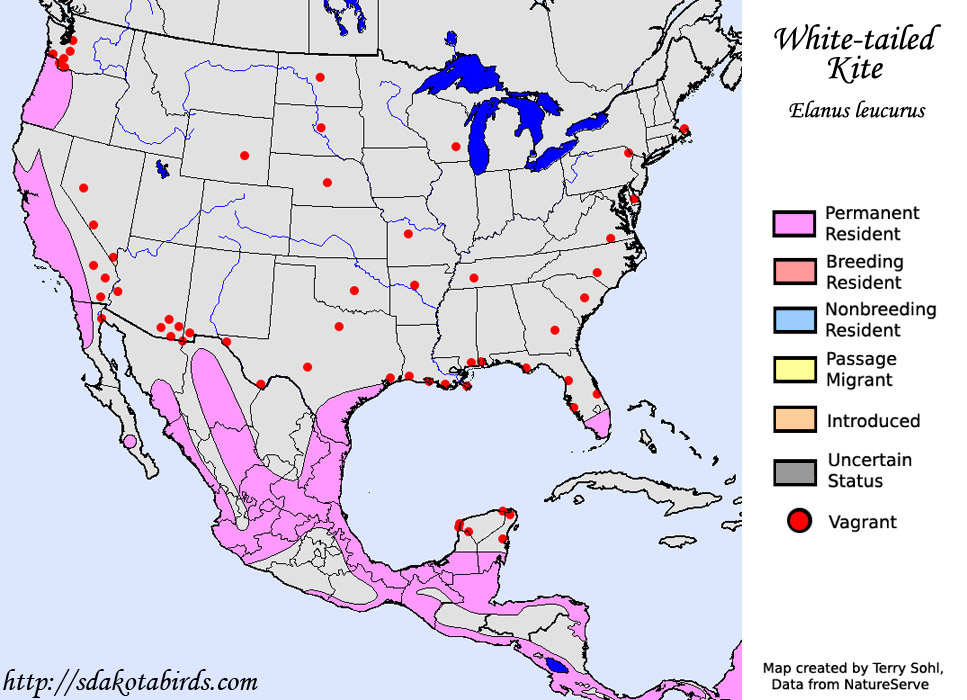 5 White Tailed Kite Range Facts