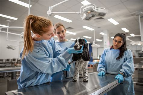 Veterinarians' Work Environment: Challenges and Rewards Revealed