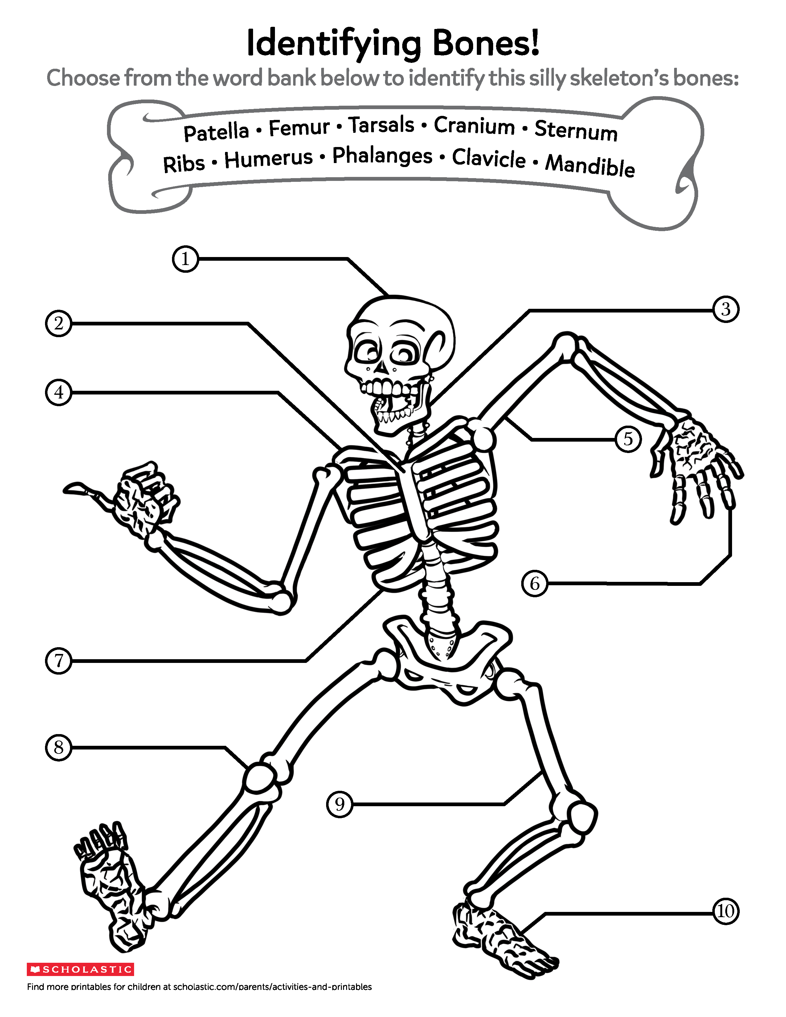 Worksheet 1 1 The Bones Of The Skeleton Boost