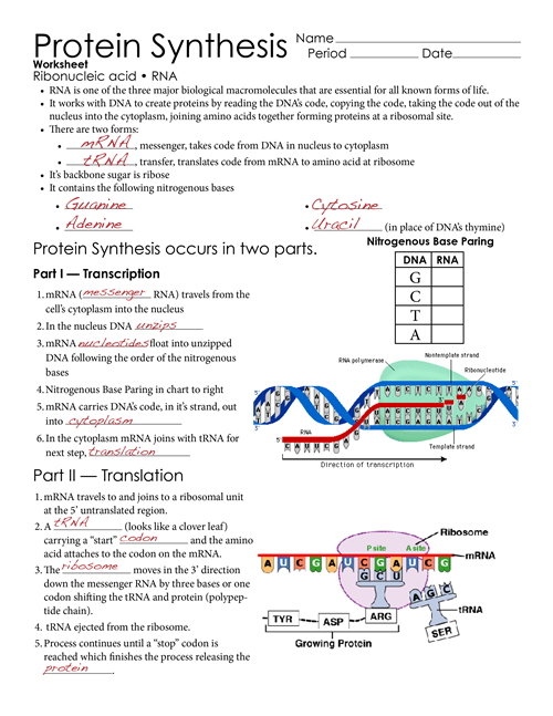 5 Essential Steps in Protein Synthesis Worksheet Mastery