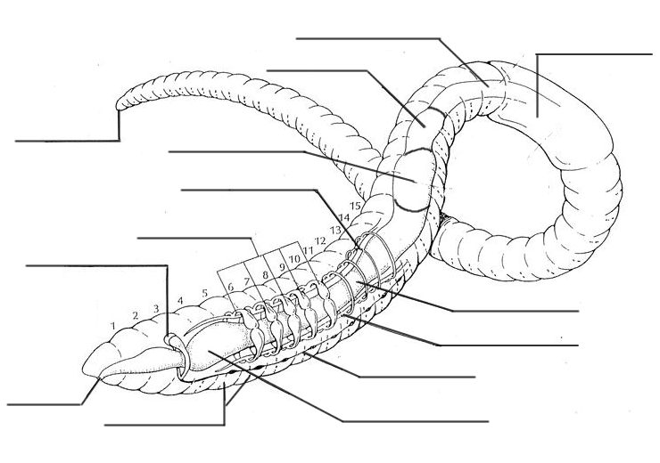 Worm Dissection Worksheet: Educate and Explore Science Fun