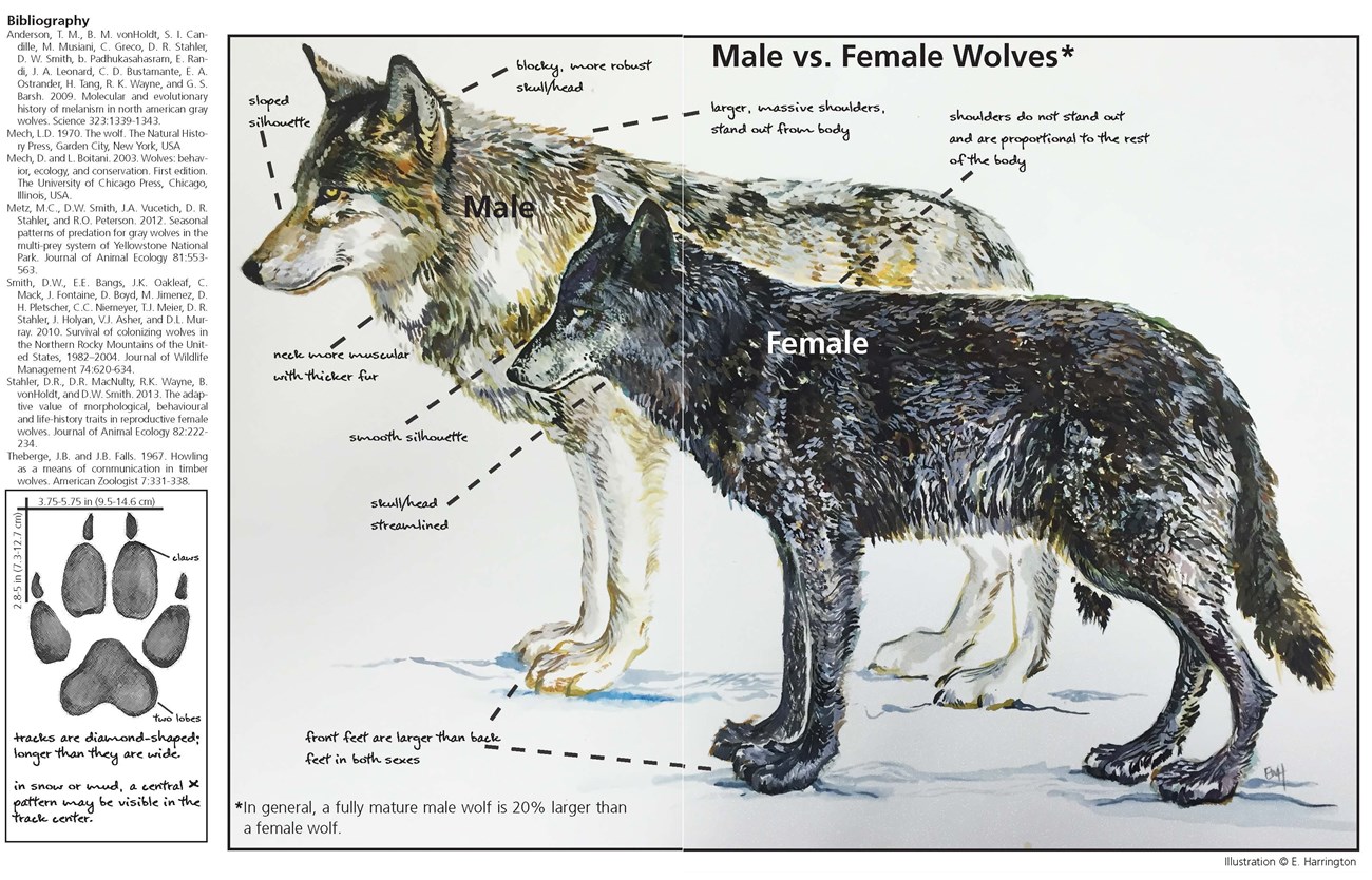 Yellowstone Wolf Facts U S National Park Service